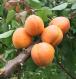 Click for 1 image(s) for this accession. Fruit